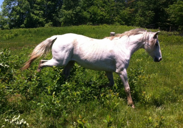 Cara Blanca