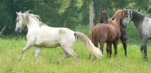 C.S. Ponies in a Pasture