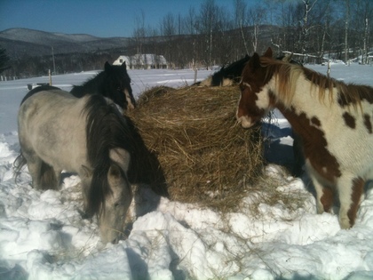 Four horses eatinf a round bale of hay