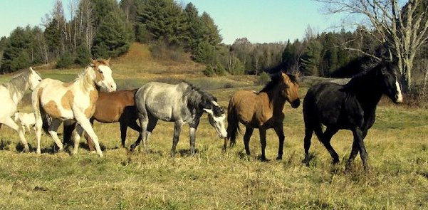 Herd on the move