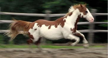Oscar galloping