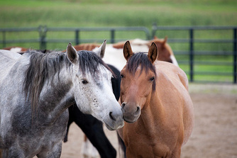 Mustangs 