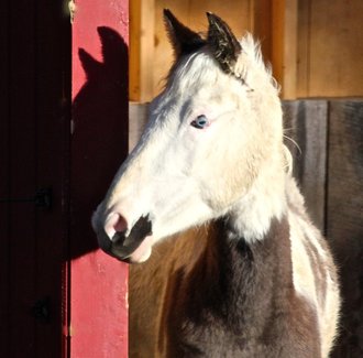 Week old filly