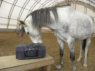 CS Horse listening