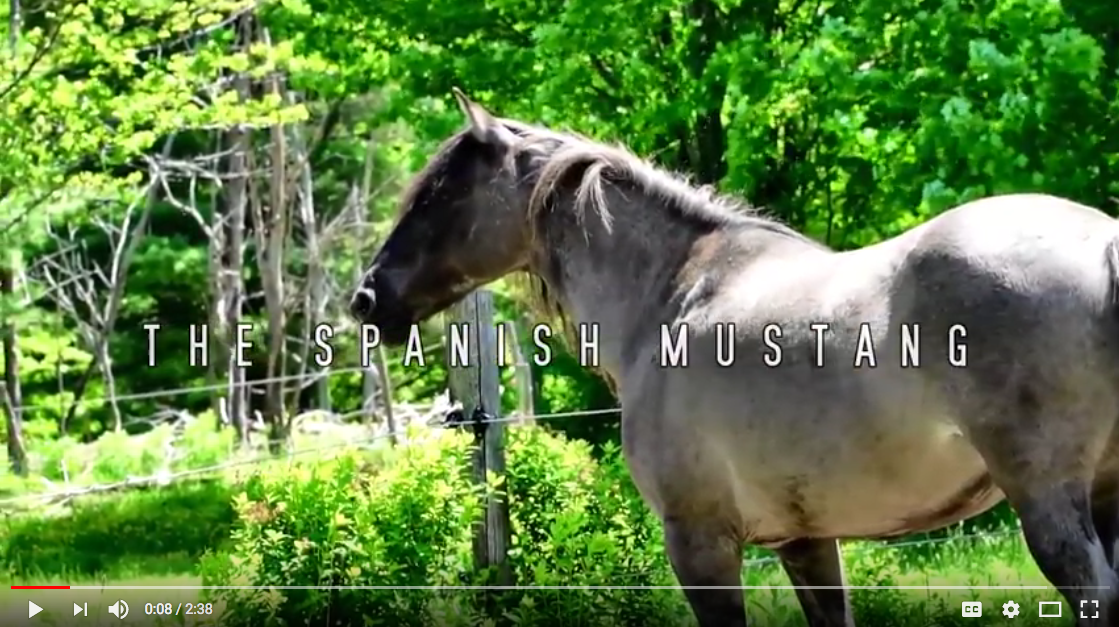 Video link to About Spanish Mustangs Video